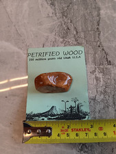 Petrified Wood - Utah - 200 million years old