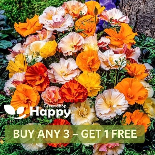 California poppy frilly fun - poppy,