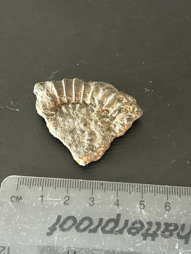 Fossil rock collection - fossil,