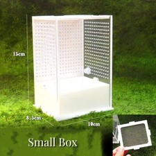 Praying Mantis Stick Insect