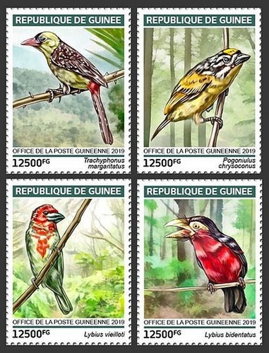 Barbets barbet tropical - barbets,