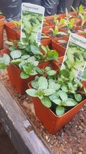 Chocolate Mint Herb Plant