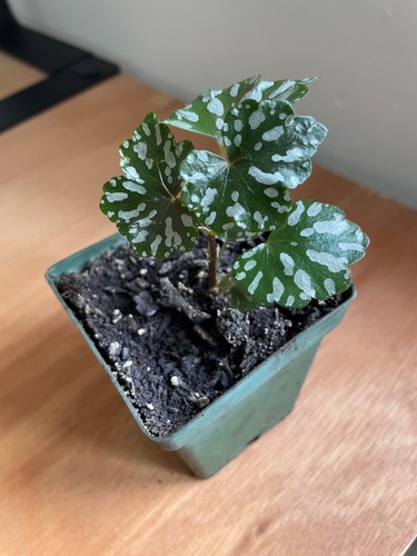 Begonia shepherdii