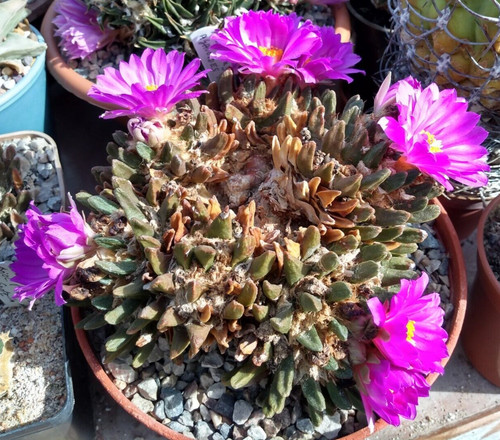 Ariocarpus scapharostris 10 - scapharostris, ,