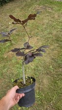 Purple Beech Bonsai Material