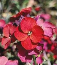 Erysimum Colour Vibe Red