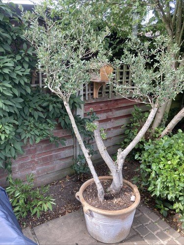 Olive tree pot - olive, pot.