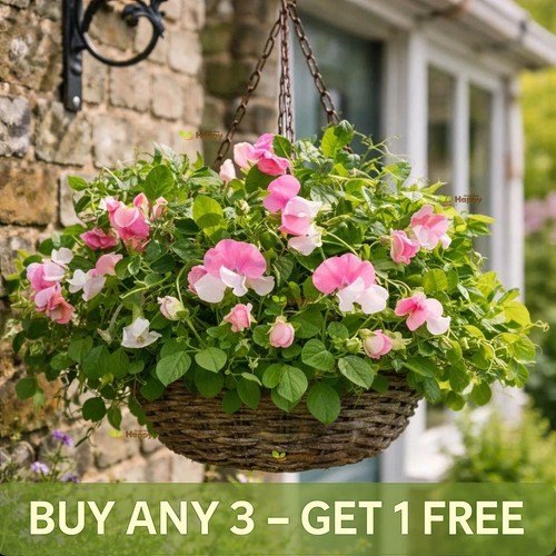 Sweet pea dwarf pink - sweet,