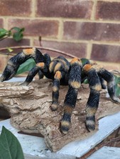 Realistic Tarantula Garden