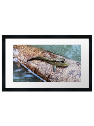 Mudskipper framed wall - framed, art