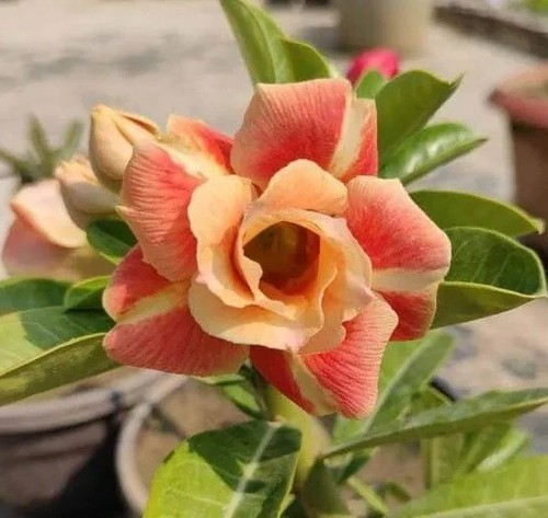 Adenium obesum caramel - adenium,