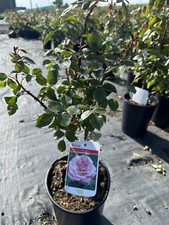 POTTED ROSE 'SEXY REXY'