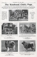 KEESHOND CLUB PAGE 1934 VINTAGE OUR DOGS DOG BREED KENNEL ADVERT PAGE b214