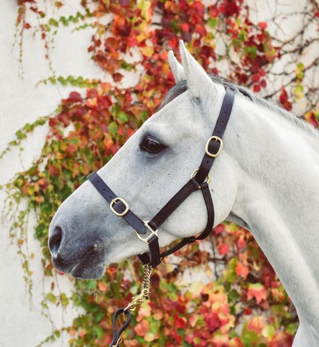 Equisential leather headcollar - equisential,