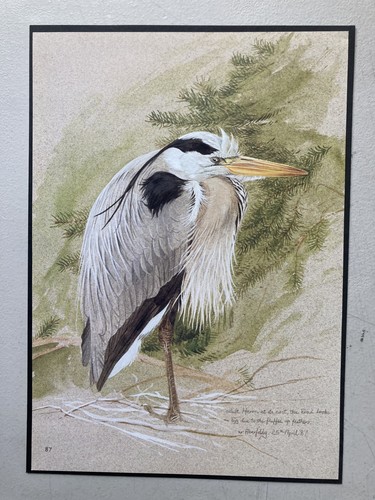 British bird print adult - , '