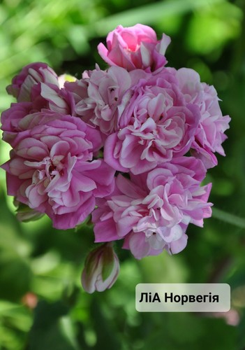 Pelargonium lia norway - norway,