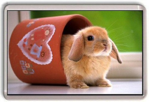 Bunny rabbit fridge - rabbit, magnet