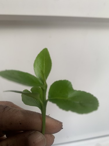 Lemon tree citrus limon - 2, x