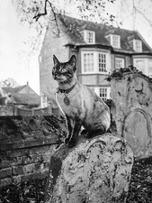 Wild Cat Portrait — Black &