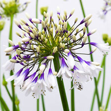 Agapanthus Fireworks African