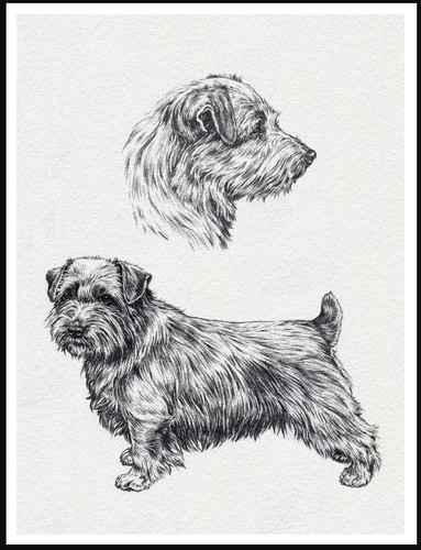 Norfolk terrier lovely - norfolk,