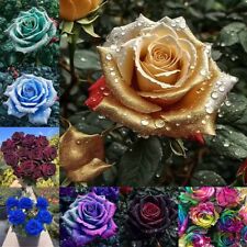100Pcs Black Rose seeds Garden