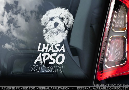 Lhasa apso car window - car,
