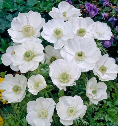 Japanese anemone caen - japanese,
