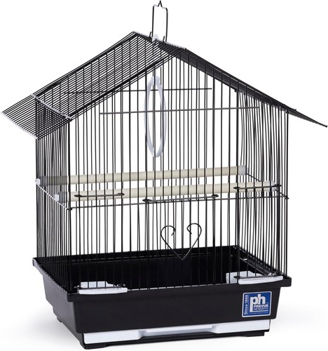 Pet parakeet manor bird - pet,