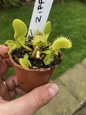 Venus Fly Trap, Dionaea