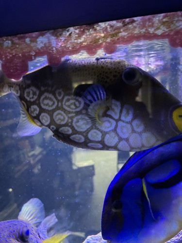 Clown trigger fish - trigger,
