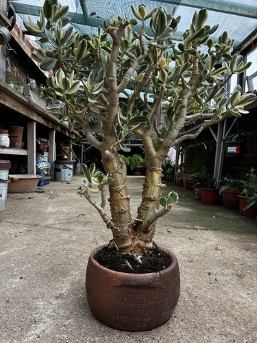 Mature specimen crassula - crassula, ovata