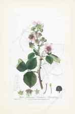 Common Blackberry antique Victorian botanical engraving print Baxter art poster