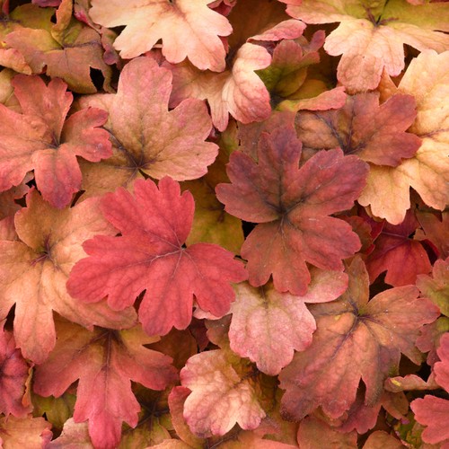Heucherella sweet tea - heucherella,