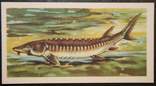 STURGEON   Fish  Vintage  1960 Illustrated Card