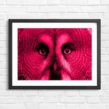 Intense Owl Portrait Pink