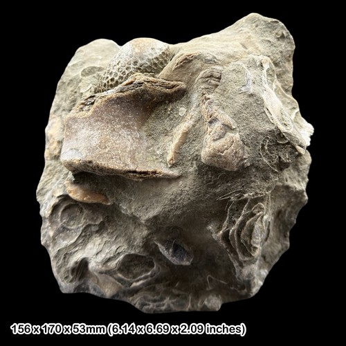 Holocystis elegans fossil - elegans,