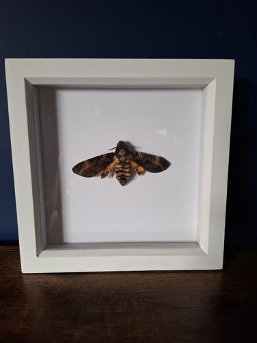 Death head hawk moth - death's,