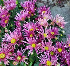 Indian Chrysanthemum indicum Splash Intense 9cm Pot