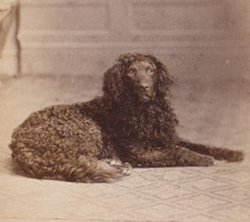 Victorian CDV Photo Curly