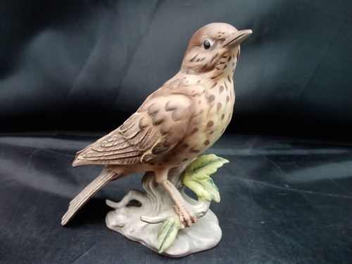 Maruri mistle thrush vintage - maruri,