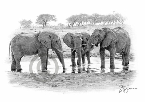 Elephants waterhole - elephants, at