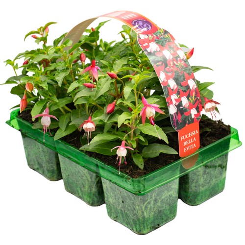 Basket plants fuchsia - fuchsia, bush