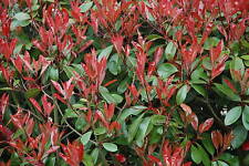 60 Photinia Red Robin Hedging