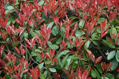 Photinia red robin - photinia,