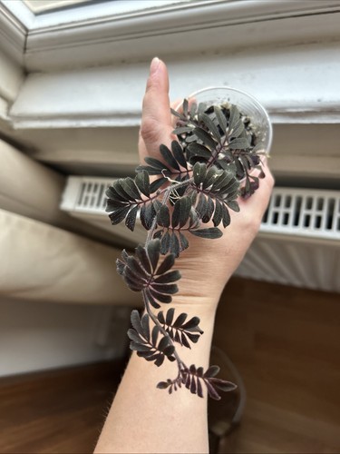 Solanum uleanum terrarium - uleanum,