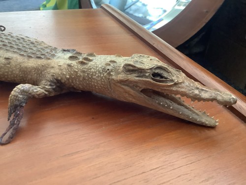 Antique taxidermy baby caiman - baby,