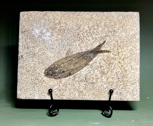 Knightia fossil fish on - knightia,