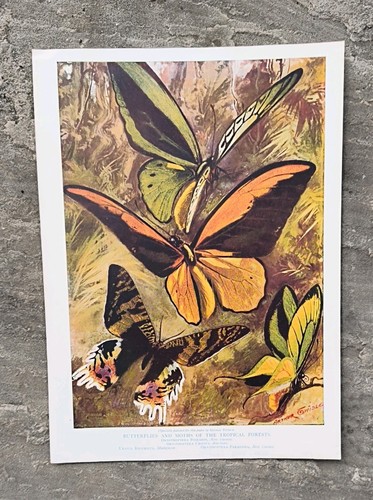 Antique 1920 butterflies and - butterflies,