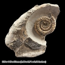 Rare Echioceras Ammonite